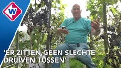 Wijnboeren moeten al vroeg aan de pluk door warme zomer