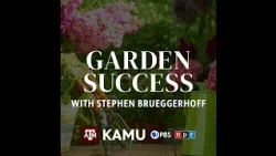 Garden Success — Sweet Potato Troubleshooting, Fall Vegetable Planting, and a Mystery Lawn Flower