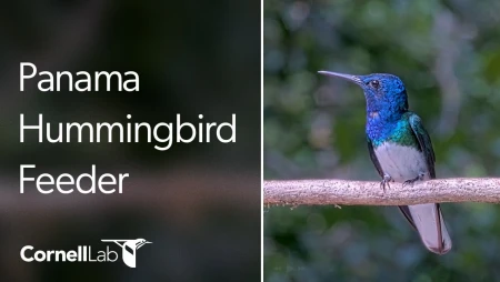 Panama Hummingbird Feeder - Canopy Tower