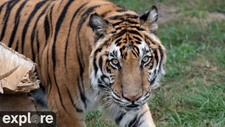 Max the Tiger at Turpentine Creek Wildlife Refuge