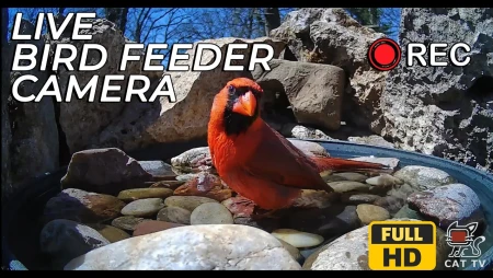 Live Bird Feeder Camera in Oklahoma