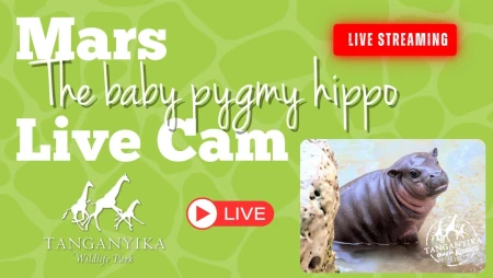Mars the Baby Pygmy Hippo at Tanganyika Wildlife Park