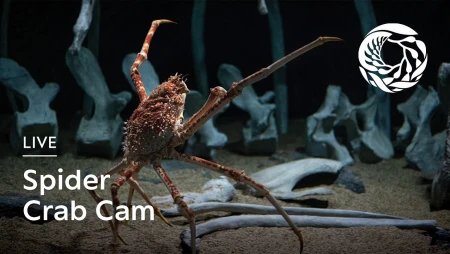 Monterey Bay Aquarium - Japanese Spider Crab Cam